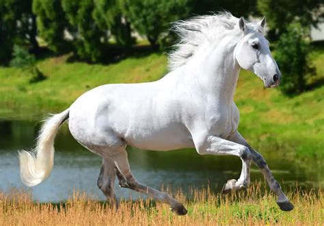 Andalusian Horse Breed Care Cost And History 2024 Horses Only