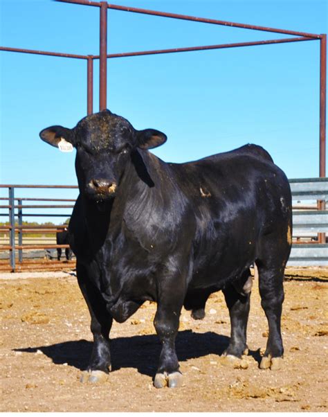 Brangus Cattle Origin And Characteristics Texas Landowners Association