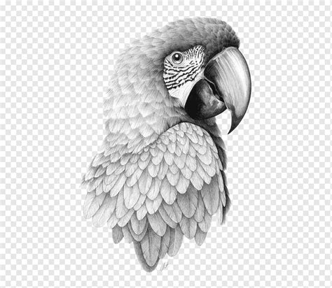 Gray Parrot Illustration Parrot Bird Drawing Pencil Sketch Parrot