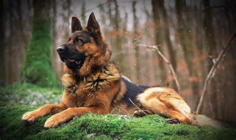 Download Depth Of Field Dog Animal German Shepherd Hd Wallpaper