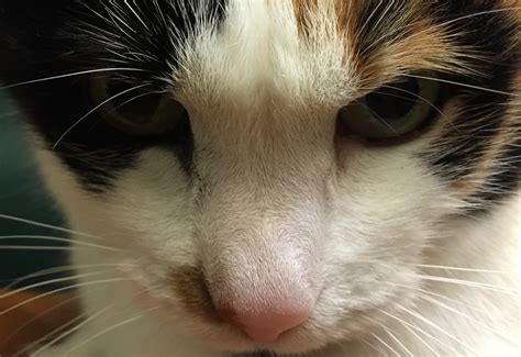 Do Calico Cats Have More Health Problems