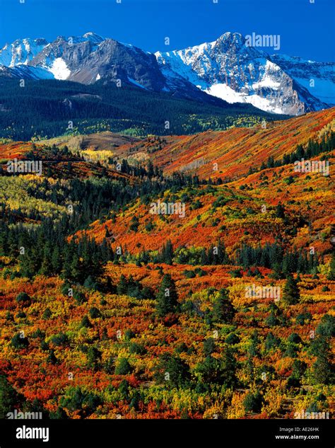 Golden Aspens Vertical Hi Res Stock Photography And Images Alamy