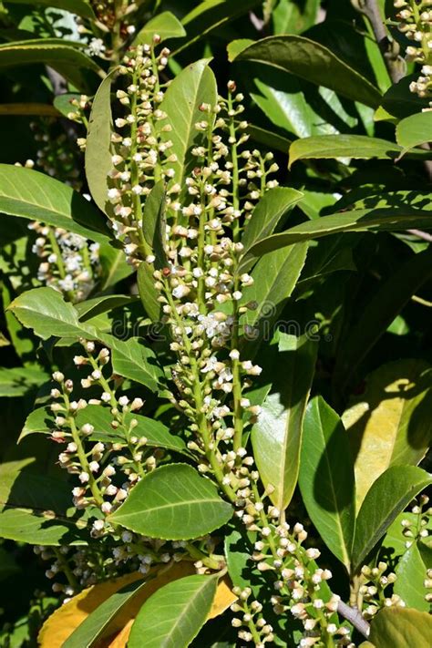 Common Or Cherry Laurel Prunus Laurocerasus In Flower Norfolk