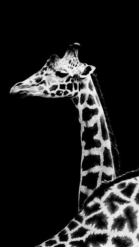 Black And White Giraffe Wallpapers Top Free Black And White Giraffe