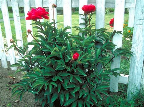 2 to 4 feet tall and wide for most, some to 8 feet probably the best evergreen for shaping and pruning, which is why they are often the gardener's choice for creating formal hedges, borders, and even topiaries. Low-Maintenance Plants for Easy Landscaping | DIY