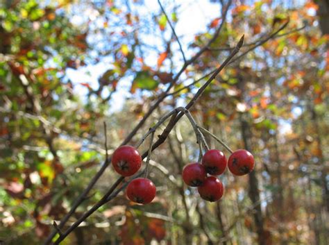 Planting fruit trees in georgia takes a pickaxe! Using Georgia Native Plants: Hanging on
