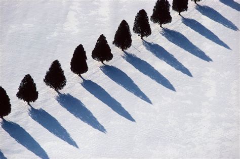 Alex Maclean Tree Shadows In Snow Shadow Photography Shadow Black