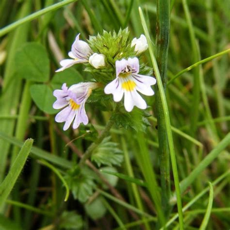 Eyebright Cut Organic Loose Dried Herb Euphrasia Spp 25g