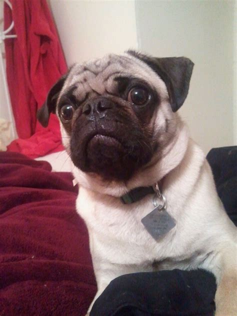 Pug Waits In Anticipation For His Cookie Pugs Critter Dogs