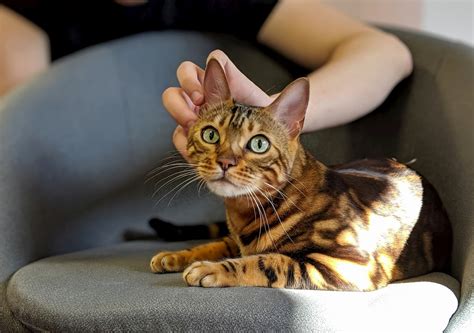 Bengal Cats Breed Information Types Personality Feeding And Health