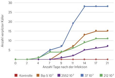 Der japankäfer (popillia japonica) ist ein in japan heimischer blatthornkäfer. Japankäfer - Einheimische Pilze gegen invasiven Schädling ...