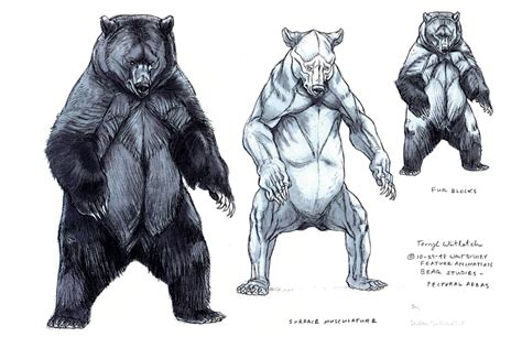 drawing art black draw animal bear brown Anatomy Bears wild reference