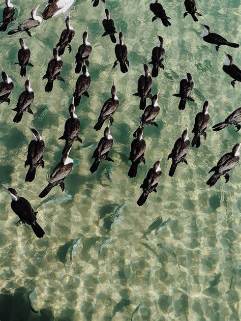 1000 Beautiful Animals Photos · Pexels · Free Stock Photos Floating