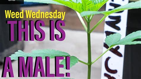 Sexing A Seedling Weed Wednesday Indoor Garden Update 61219