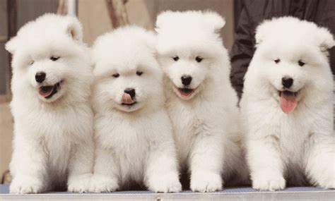 Hướng Dẫn Cách Nuôi Và Chăm Sóc Chó Samoyed 2 Tháng Tuổi Blog Yêu Chó