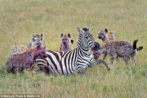 Nature At Its Most Brutal Tragic End For Heavily Pregnant Zebra As It