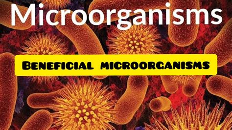 Beneficial Microorganisms Youtube