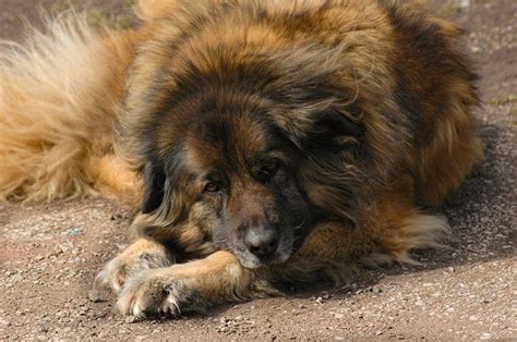 Estrela Mountain Dog Breed Info Pictures Traits And Facts Hepper