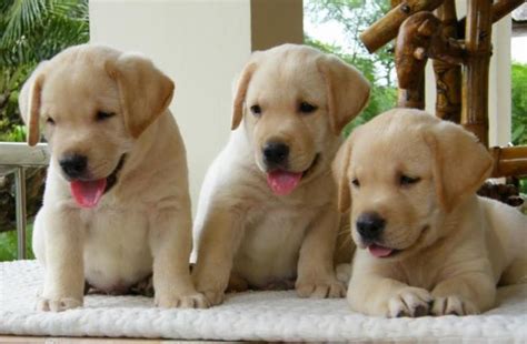 How to socialize a puppy and raise a happy, confident, behaviorally sound dog who takes life in their stride and who you can be confident taking anywhere. Blockhead Labrador Puppies: Blockhead Labrador Puppies Are ...