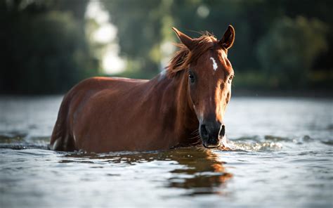 Download Wallpapers Brown Horse River Horse In The Water Beautiful