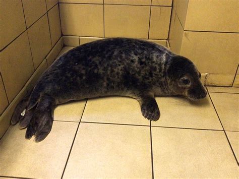 Rescued Seal Pups Released Back Into The Wild Express And Star