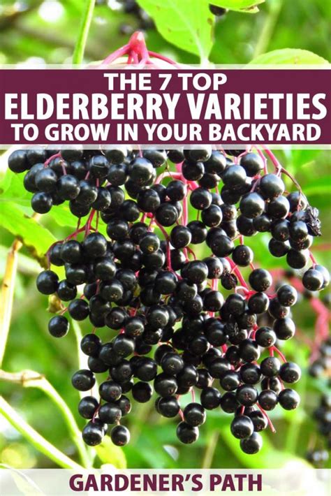 7 Top Elderberry Varieties To Grow In Your Backyard