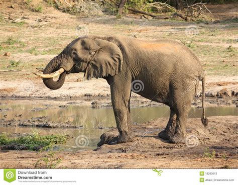 Elephant Drinking Stock Photos Image 18293613