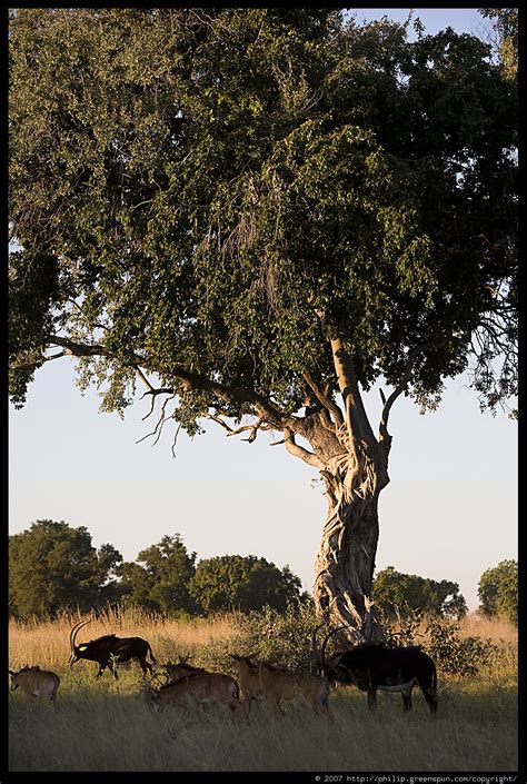 Photograph By Philip Greenspun Sable Antelope Under Tree