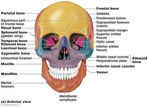 Labeled Diagrams Of Skull