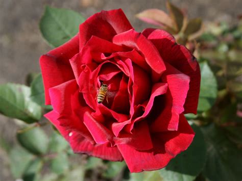 Red Rose With Bee Free Stock Photo Public Domain Pictures