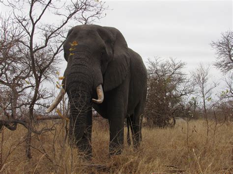 Elephant Kruger National Park South Africa Rckr88 Flickr