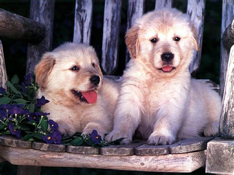 Cute Puppies Puppies Wallpaper 13051693 Fanpop