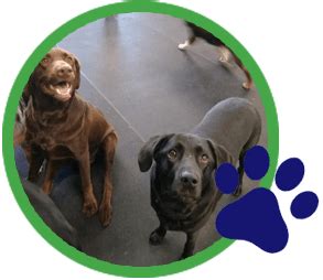 Ava loves paws pet resort!!! 4 Paws Pet Resort & Activity Center | Dog Care Crystal Lake