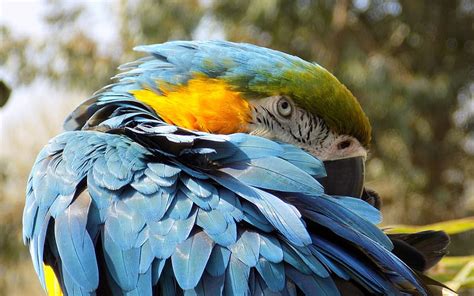 Blue Yellow Macaw Beautiful Parrot Macaw Tropical Birds Parrots Hd