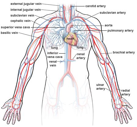 The cardiovascular system has three major functions: Illustrations of the Blood Vessels | Cleveland Clinic