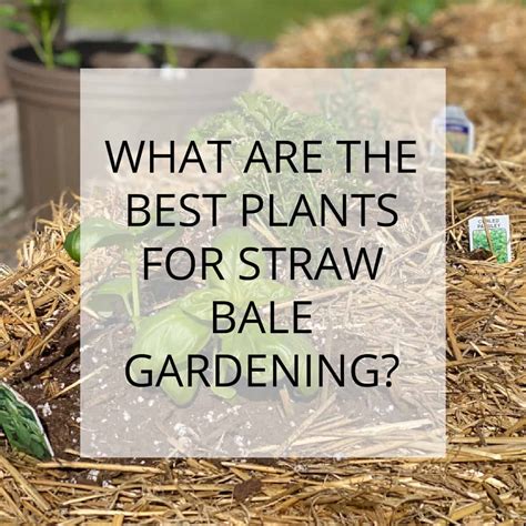Best Plants For Straw Bale Gardening Simple Living Country Gal