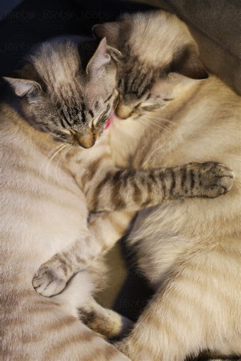 Two Siamese Cats Embracing With Their Paws Around Each Other By
