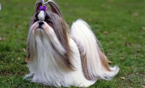 Conhecendo alguns destaques do mercado. Conheça os 6 Melhores Tipos de Tosa para Shih Tzu - Amor ...