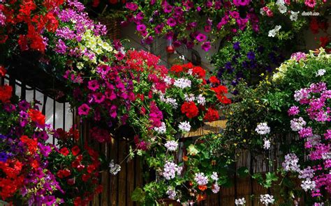 Free Download Wallpaper Hd Geranium Garden 1280x800 Flower Wallpaper