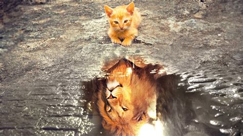 Nature Animals Cats Kittens Lion Wild Cat Water Reflection