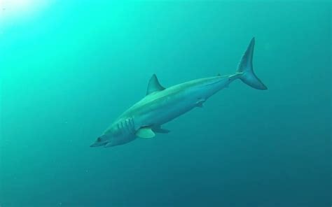 Intriguing Mako Shark Facts Revealed Fast And Fierce Hunters
