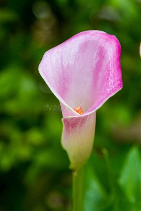 Pink Calla Lily Flower Close Up Stock Photo Image Of Closeup Lily