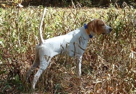 Pointer Information Dog Breeds At Thepetowners
