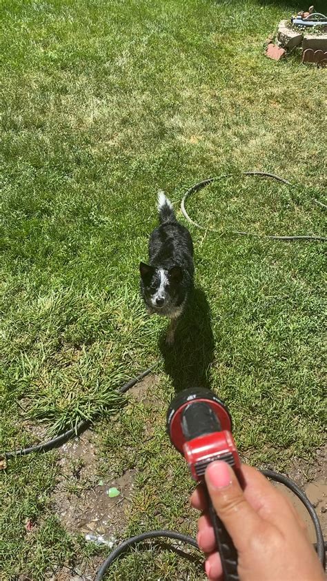 Watering The Dog Raustraliancattledog