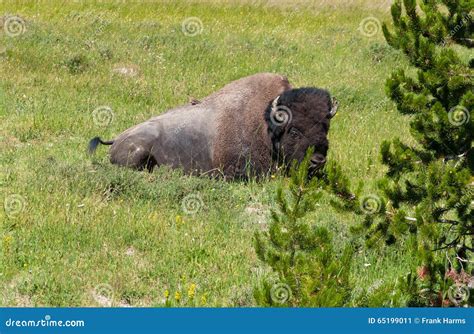 Bison Sitting On Grass At Yellowstone National Park Stock Image Image