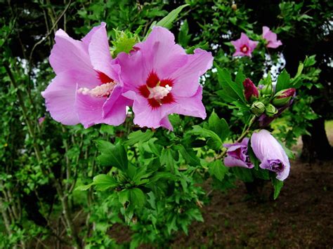 Find & download free graphic resources for hibiscus tree. Trees, Plants, Flowers: July 2012