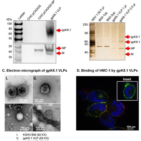 Characterization Of Kshv Gpk Vlps A Cho Cells Transfected With