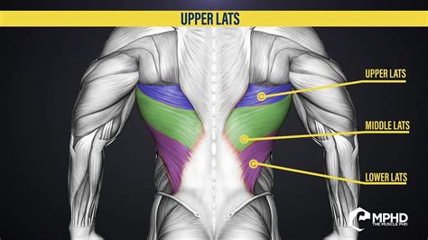 Brains To Gains How To Target The Upper Lats Youtube