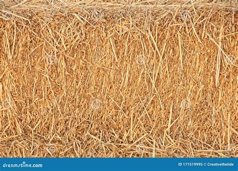 Straw Surface Reeds Texture Thatch Pack Canvas Straw Pack Texture