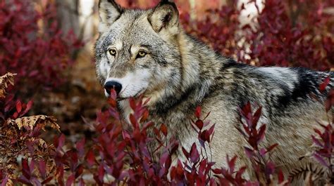 Gray Wolf Facts About Serbias National Animal